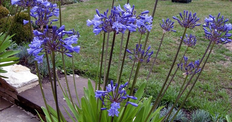 Como plantar agapanthus