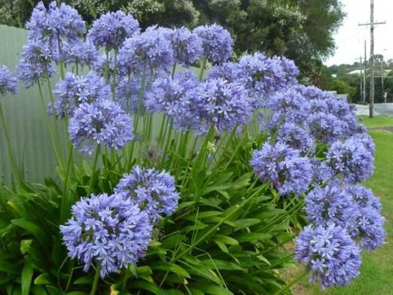 como plantar agapanthus em casa