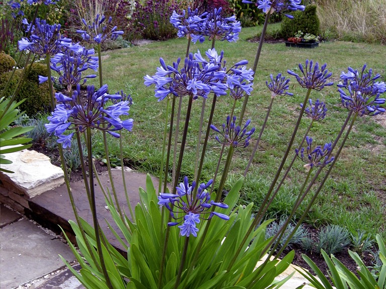 Como plantar agapanthus