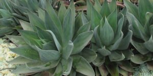 como plantar agave