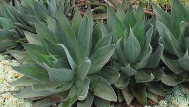 como plantar agave
