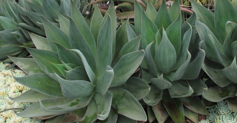 como plantar agave