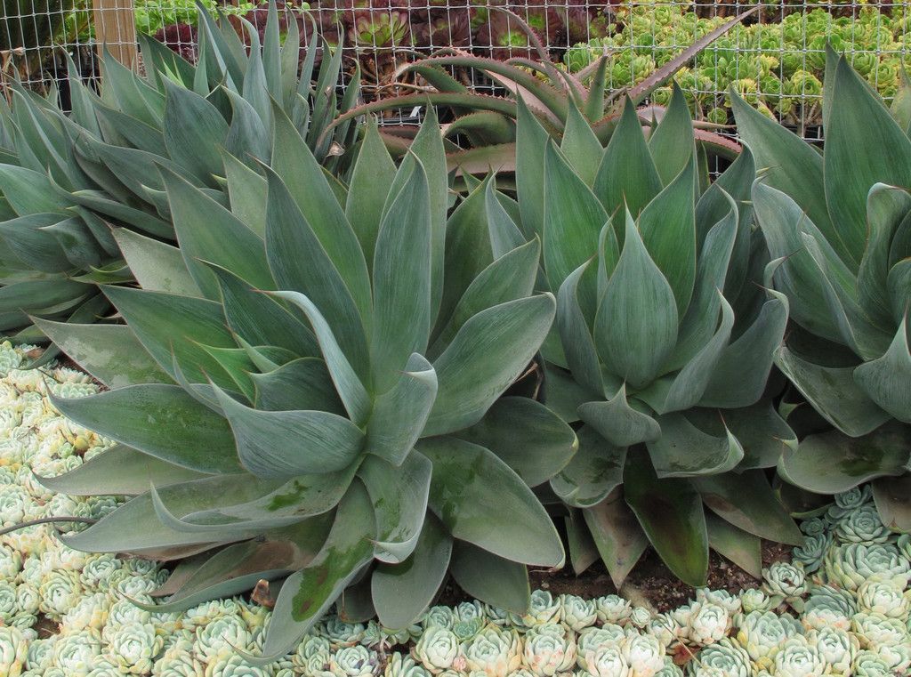 como plantar agave