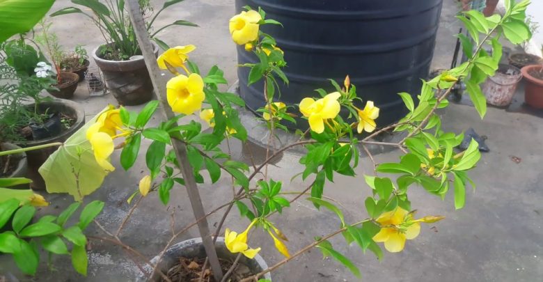 Como plantar alamanda