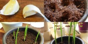 como plantar alho em casa