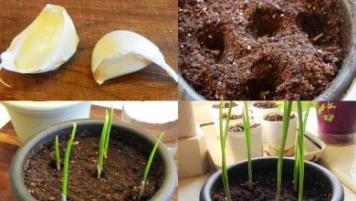 como plantar alho em casa