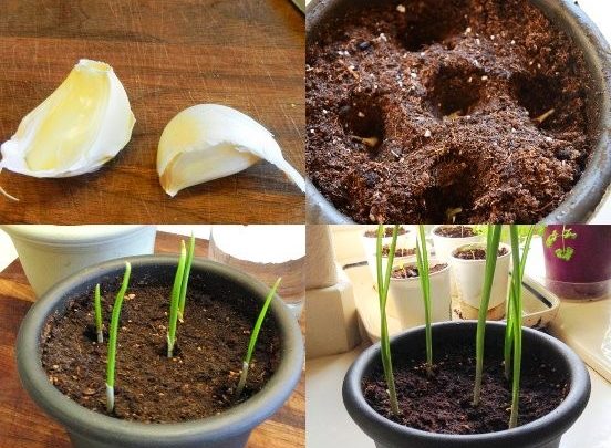 como plantar alho em casa