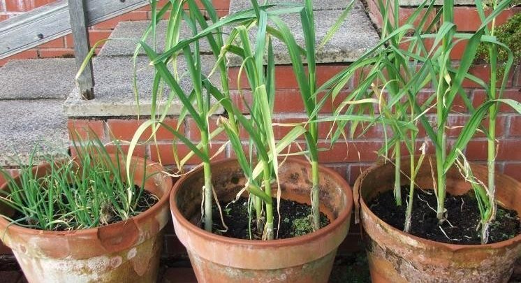 como plantar alho em vaso