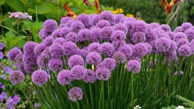 como plantar alho ornamental