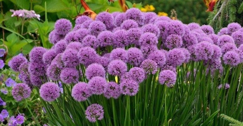 como plantar alho ornamental