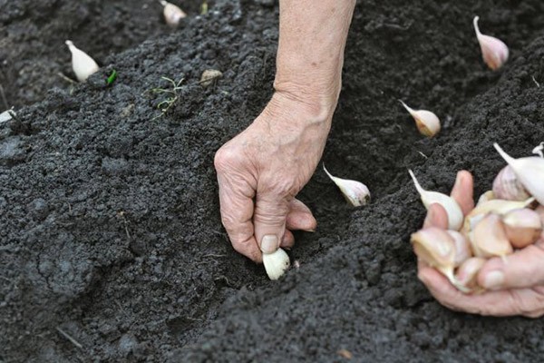 como plantar alho em casa