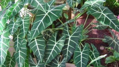 como plantar alocasia