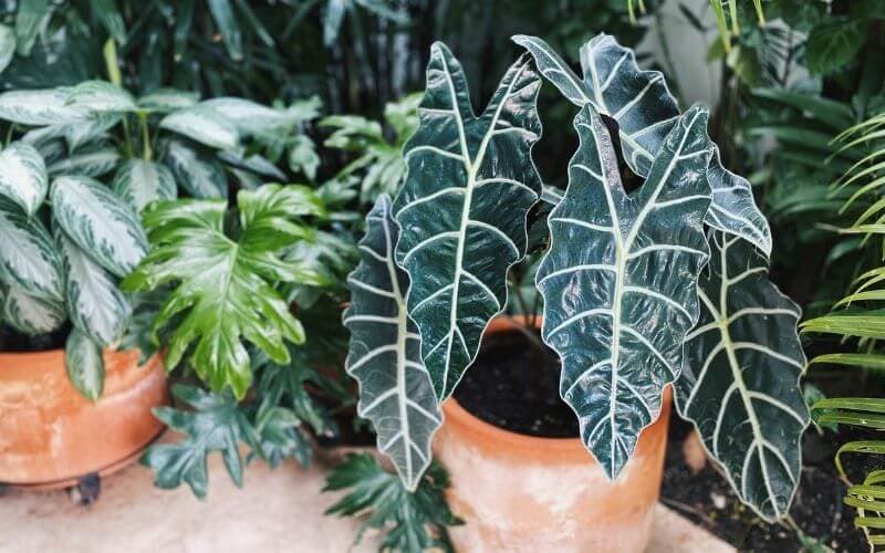 como plantar alocasia em casa.