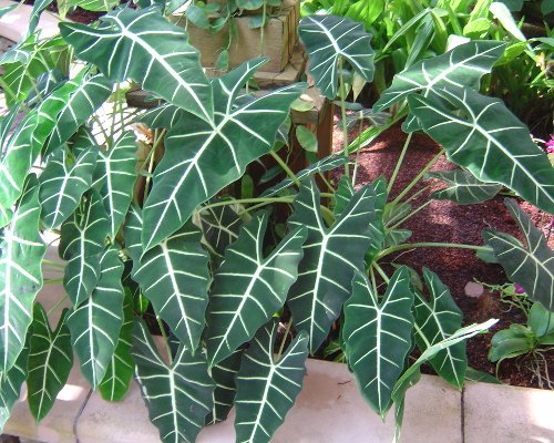 como plantar alocasia