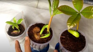 como plantar amendoas em casa