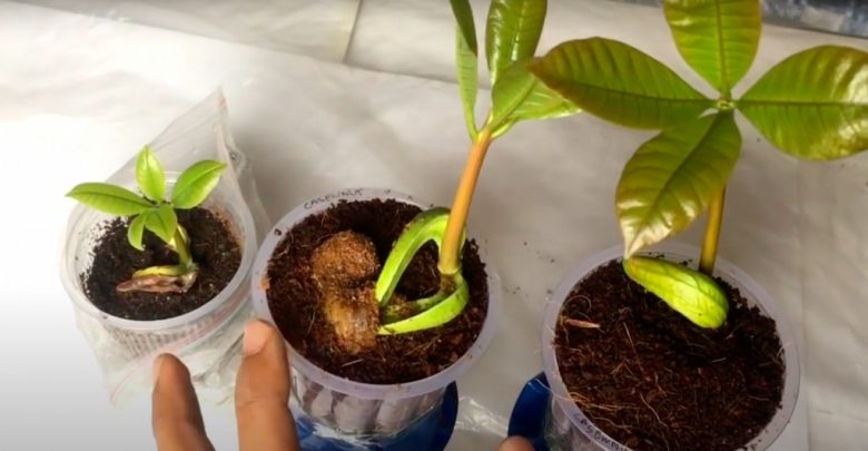 como plantar amendoas em casa