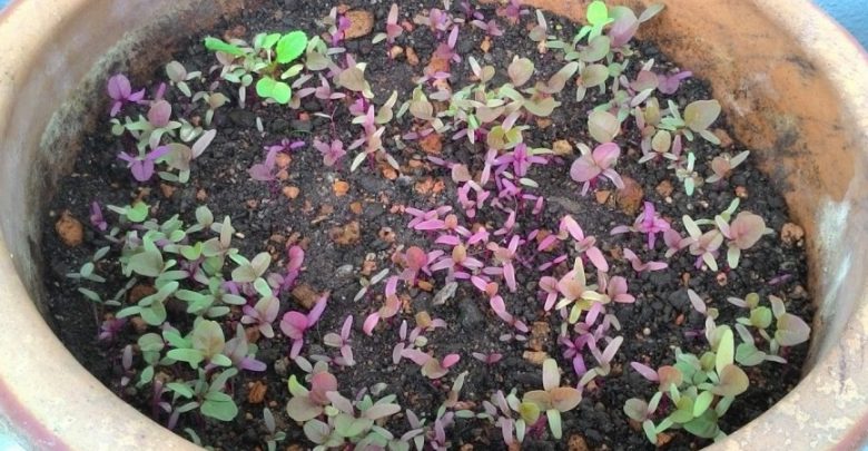 como plantar amaranto em casa