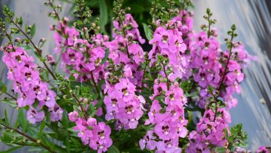 como plantar angelonia