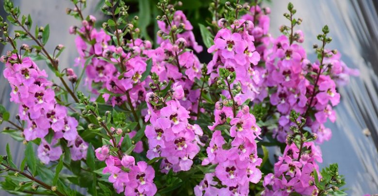 como plantar angelonia