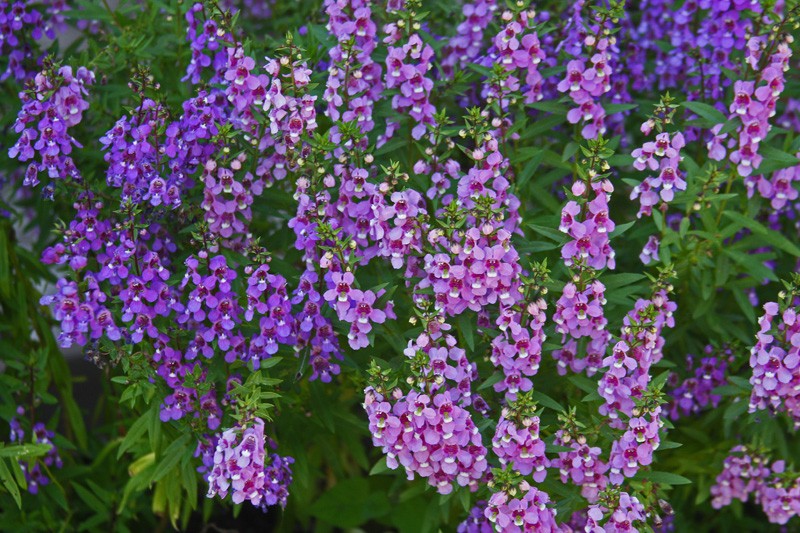 como plantar angelonia em casa