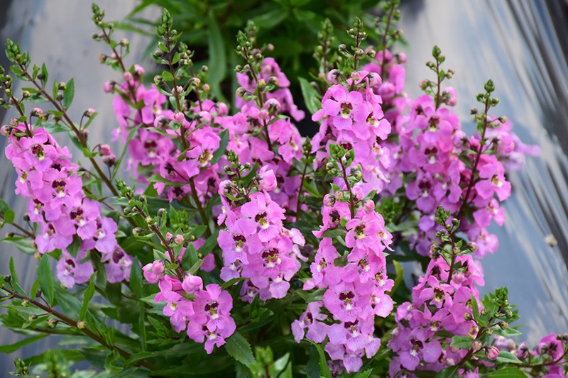 como plantar angelonia