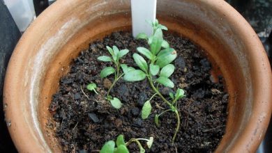 como plantar anis estrelado