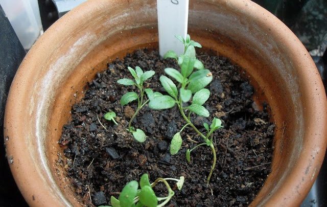 como plantar anis estrelado