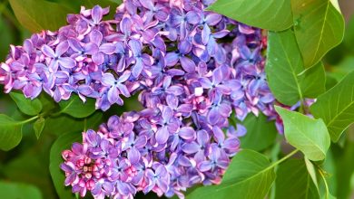 como plantar arbustos lilas