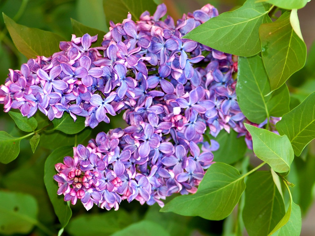 como plantar arbustos lilas