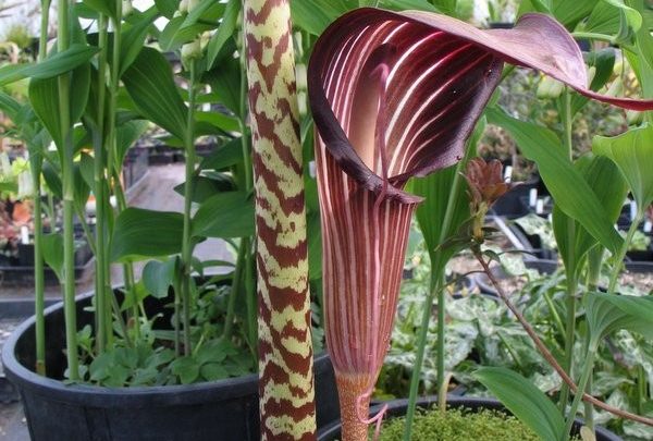 como plantar arisaema