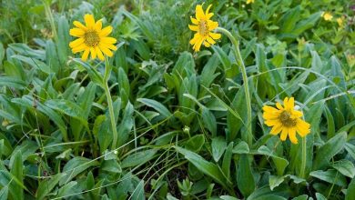 como plantar arnica