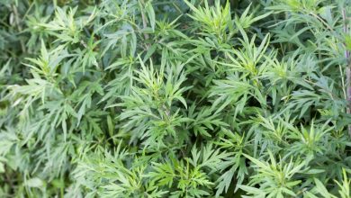 como plantar artemisia