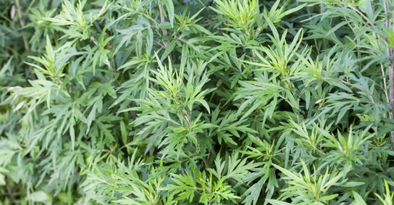 como plantar artemisia