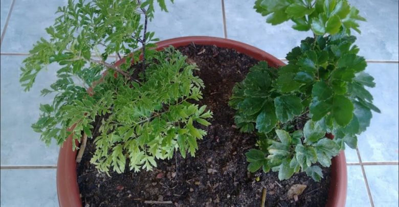 como plantar arvore da felicidade