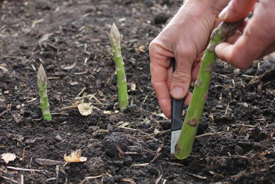 como plantar aspargos em casa