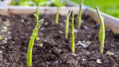 como plantar aspargos em casa