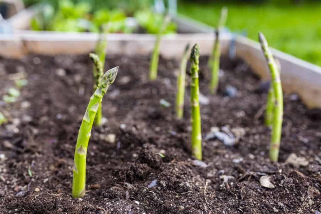 como plantar aspargos em casa