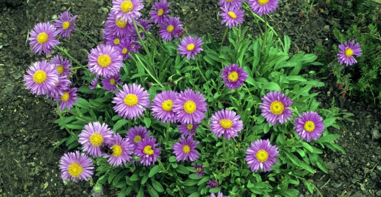 como plantar aster
