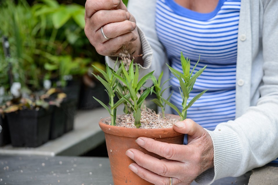 como plantar aster em casa