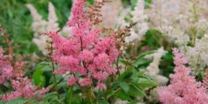 como plantar astilbe