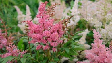 como plantar astilbe