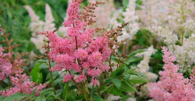 como plantar astilbe