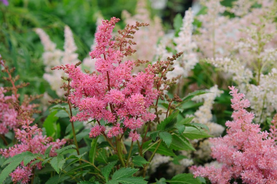 como plantar astilbe