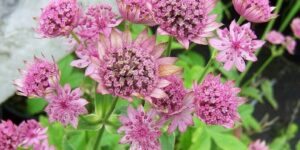 como plantar astrantia roma