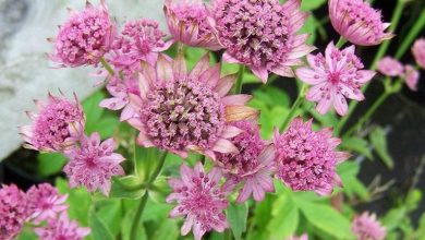 como plantar astrantia roma