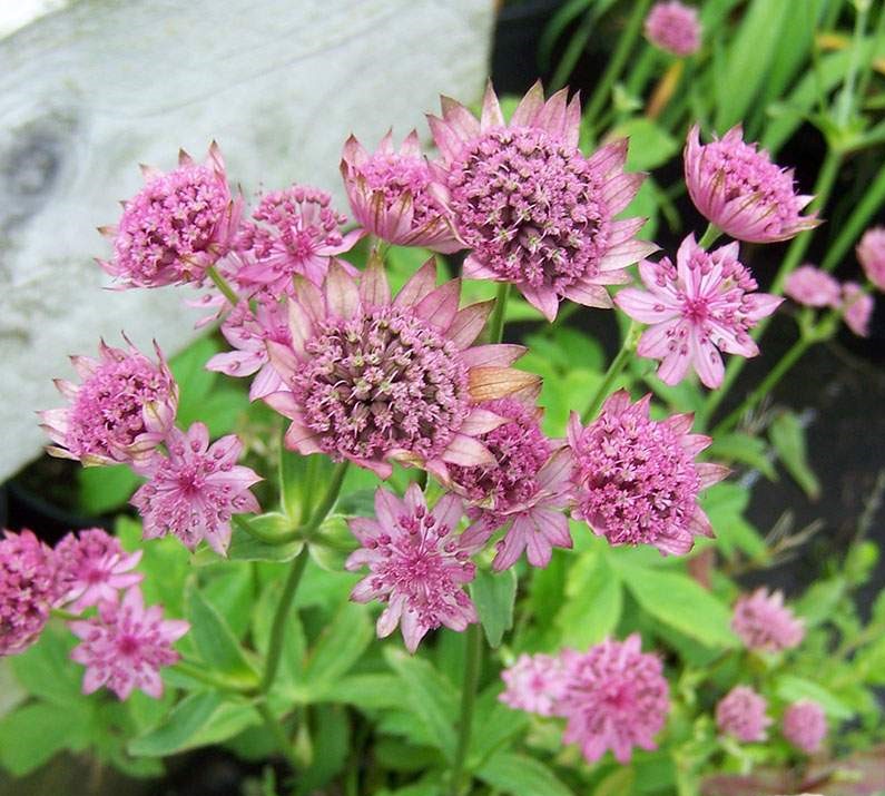 como plantar astrantia roma