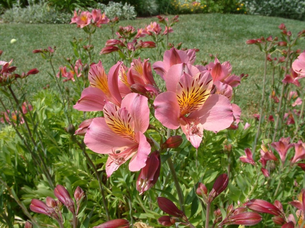 como plantar astromelia em casa