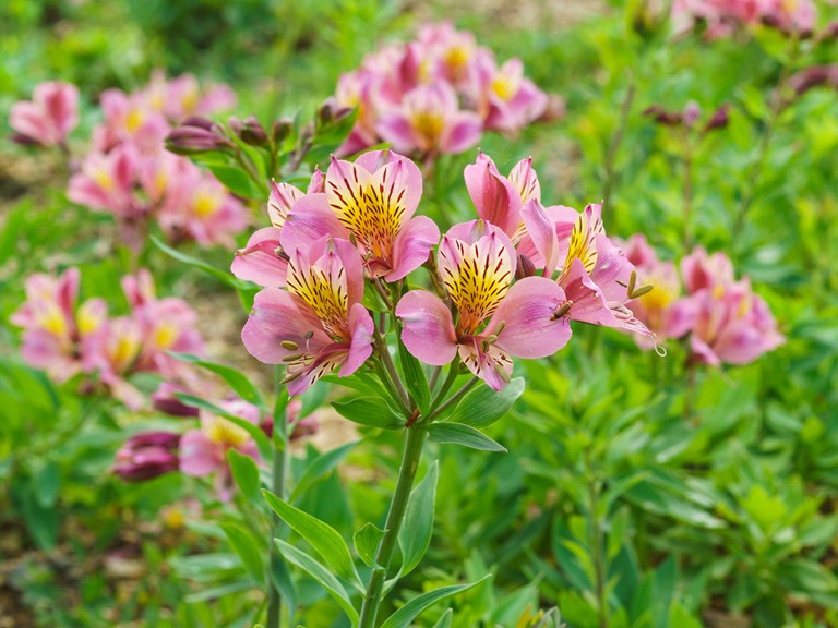 Como Plantar Astromélia | Horta em Casa