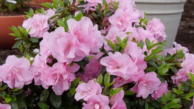 como plantar azalea