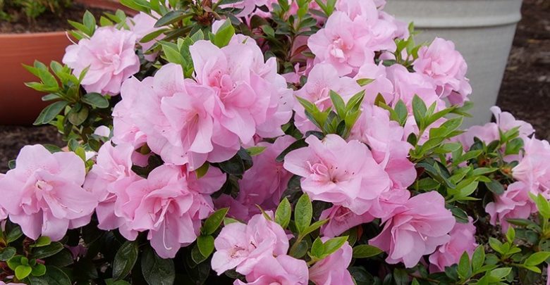 como plantar azalea